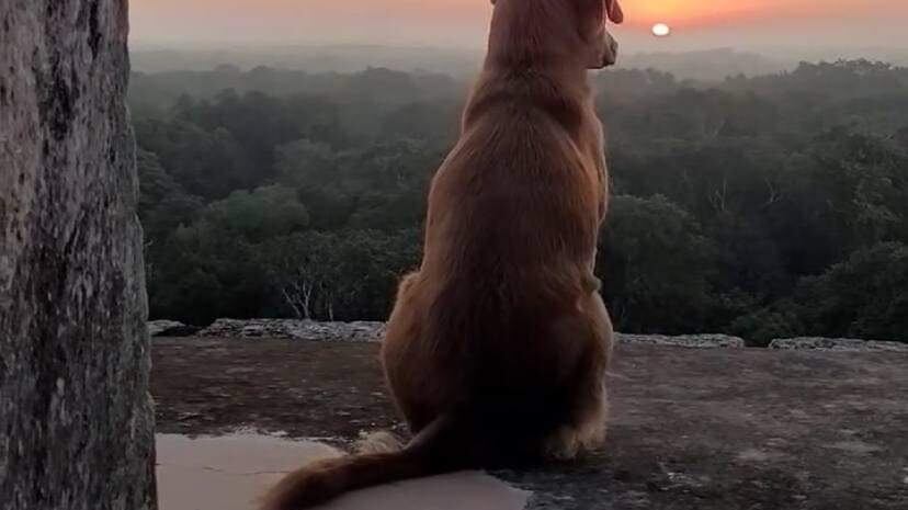 Osita, la perrita guardiana de Chichén Itzá conquista las redes mientras ve el atardecer