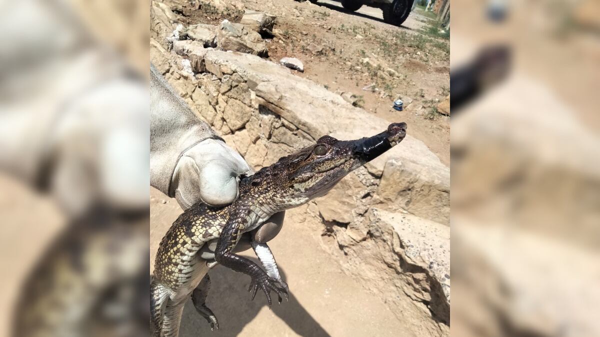 La búsqueda llevó varios días ya que no se lograba localizar.