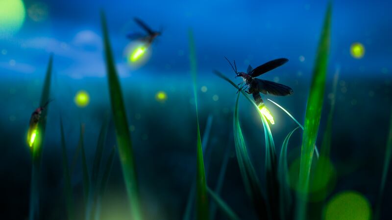 Las altas temperaturas influyen en el ciclo de vida de las luciérnagas (Dreamstime).