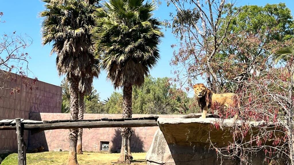 Zoológico de San Juan de Aragón anuncia recuperación exitosa de los felinos rescatados en santuario del Ajusco, al sur de la Ciudad de México