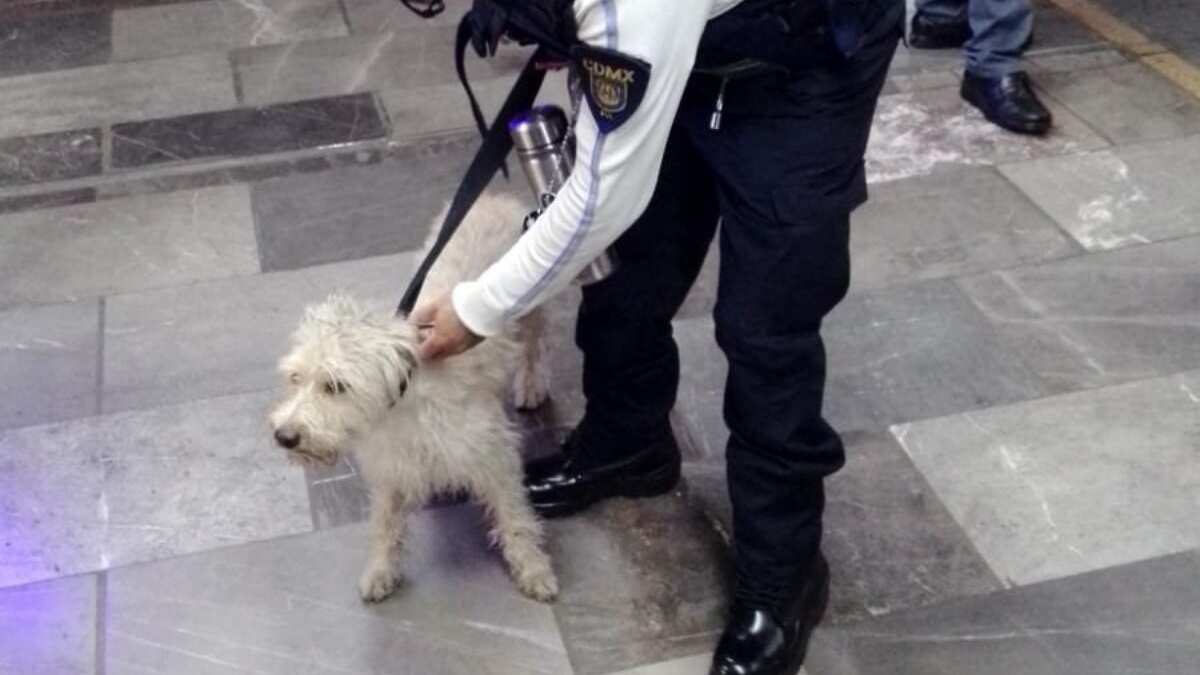 Rescatan a perrito de las vías en el Metro de la CDMX.