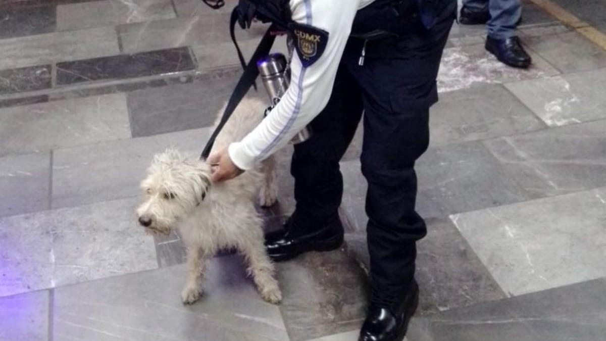 Rescatan a perrito de las vías en el Metro de la CDMX.