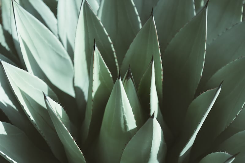 Date un viaje por la auténtica cultura mezcalera en Nombre de Dios, Pueblo Mágico de Durango