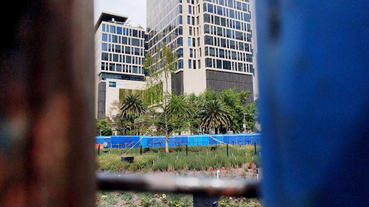 Ahuehuete de Reforma luce verde 8 meses después de haber sido plantado.