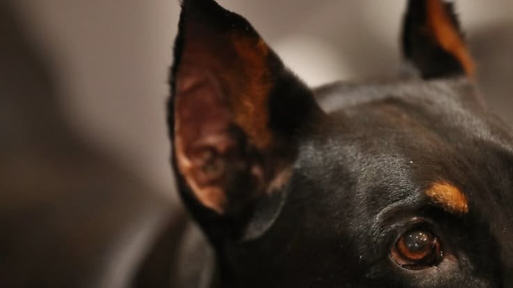 Cómo evitar que tu perro contraiga gusano barrenador en Querétaro