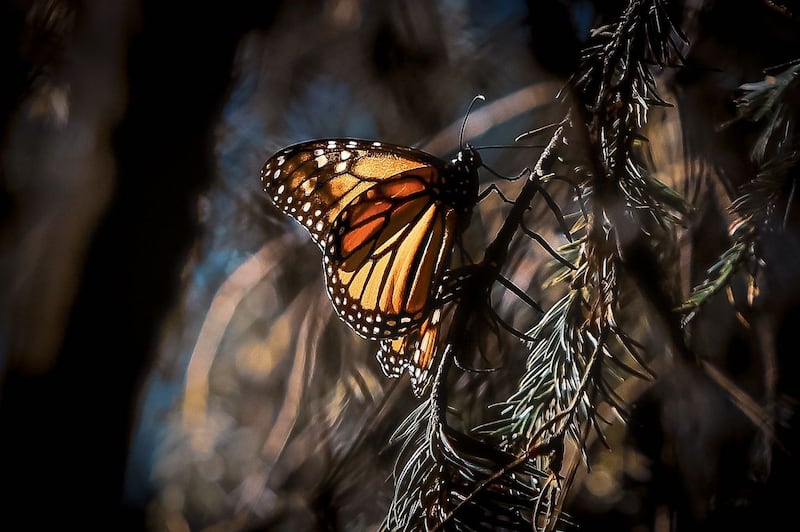Mariposa Monarca.