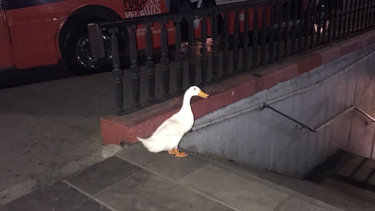 El animal intentó ingresar al Metro capitalino. (Especial)