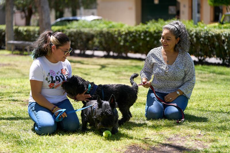 Adopción de perros