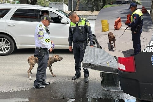 “Fritzia” salva su vida tras pasear en el Viaducto y ahora será adoptada por la policía
