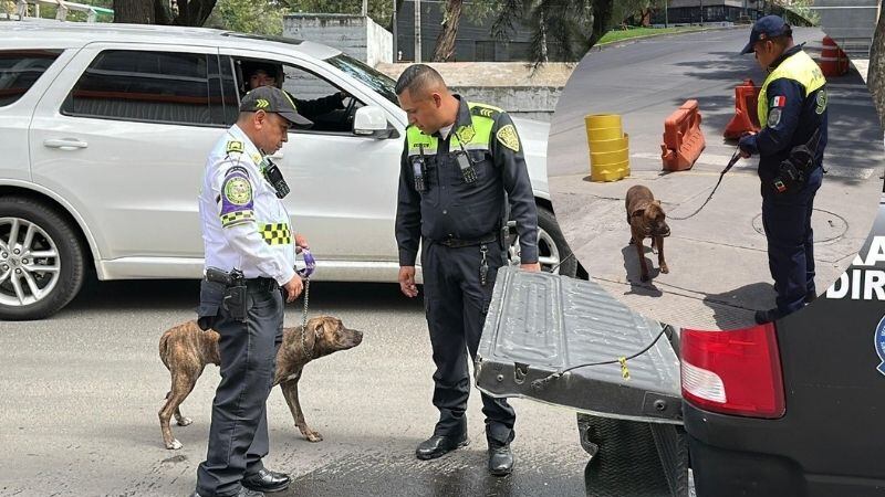 Policías salvan y rescatan a perrita que corría en el Viaducto
