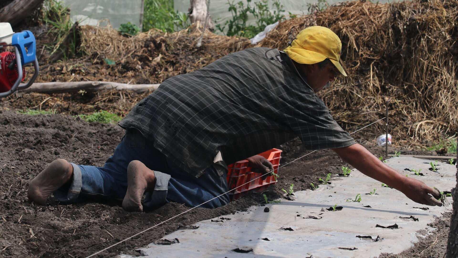 Productores de hortalizas como lechugas y rábanos sembrando productos en Xochimilco (Cuartoscuro).