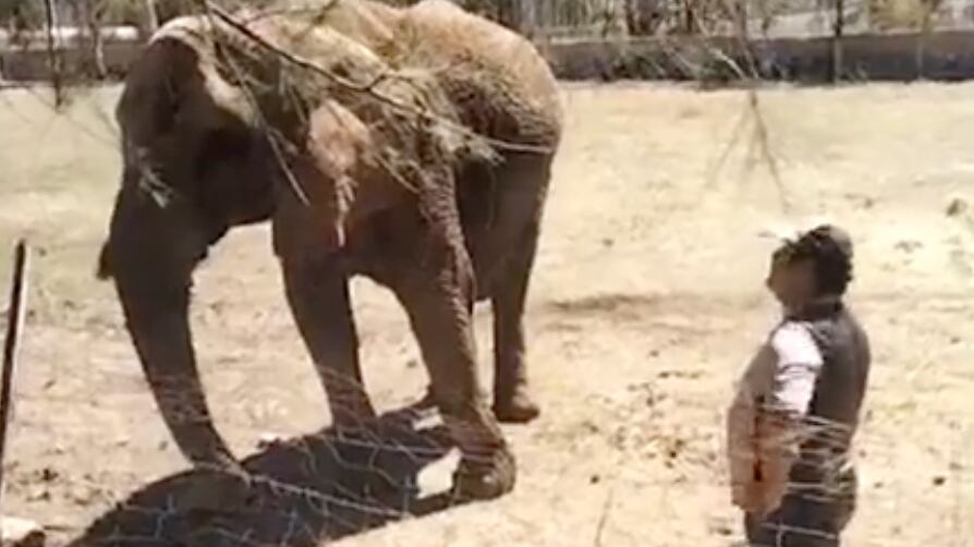 Es propiedad del Circo Aurelio Atayde.