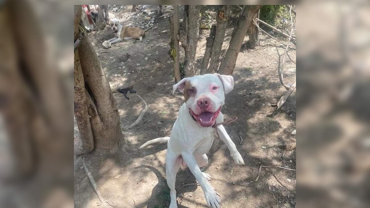 Algunos perritos rescatados del criadero de la Carretera Nacional siguen esperando un hogar temporal.