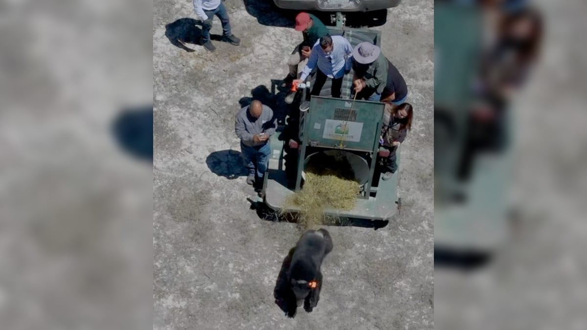 Tadeo fue localizado en la zona rural del municipio de Galeana en condiciones críticas.