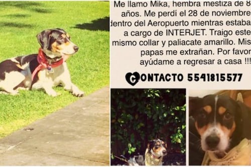 Mujer desesperada pide la ayuden a encontrar a su mascota que perdió Interjet