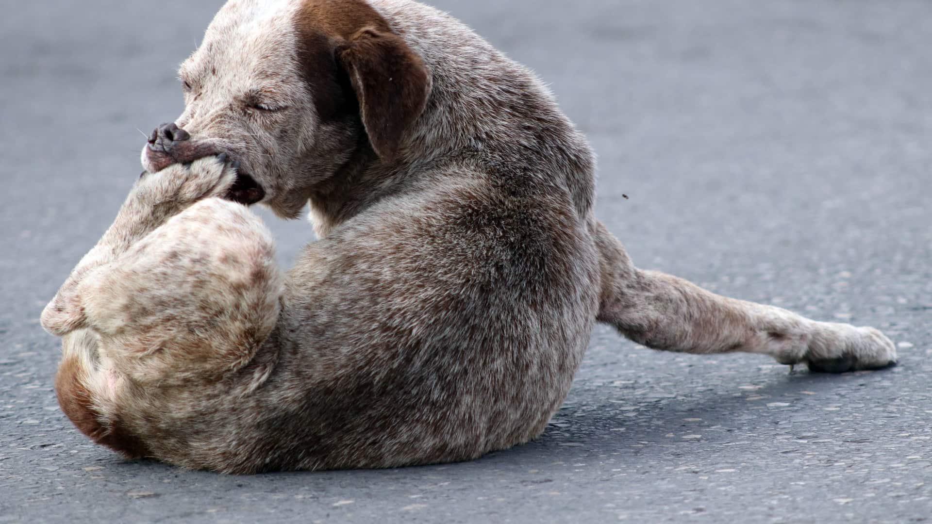 Hombre mata perro a palazos en Kanasín, Yucatán