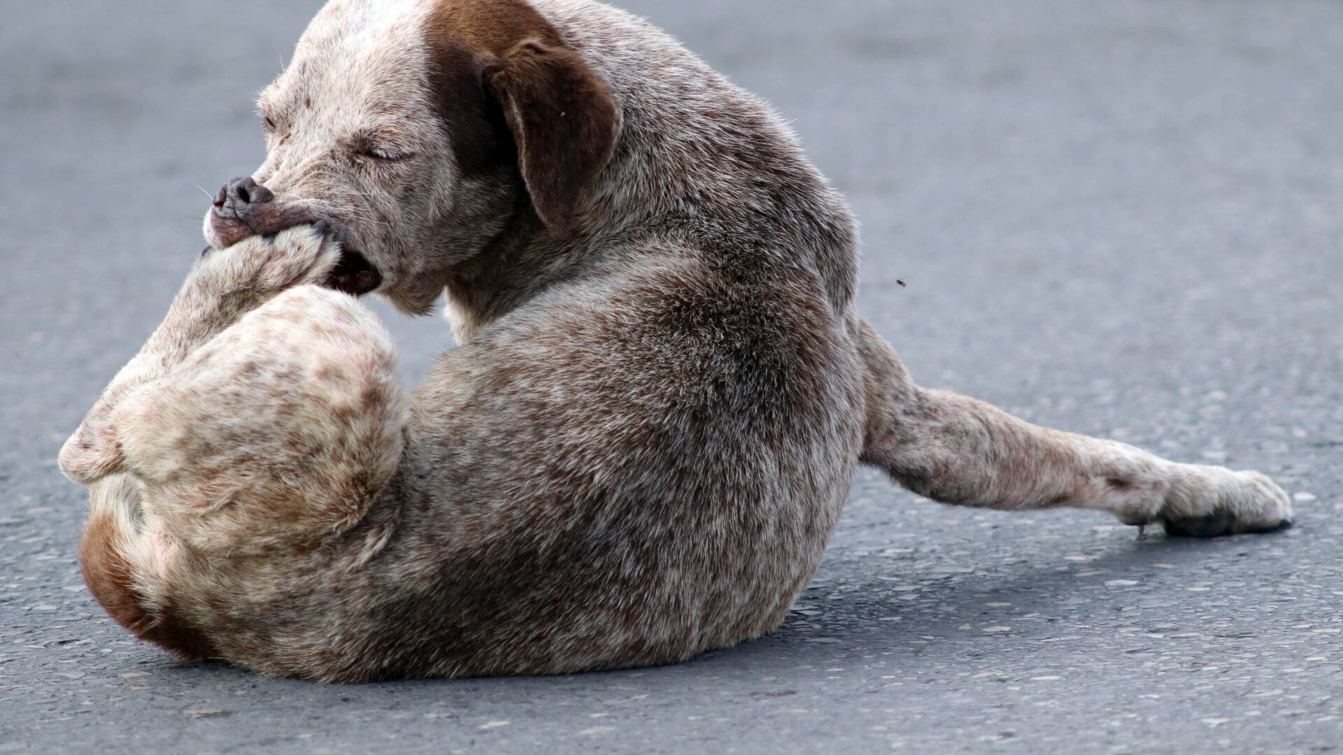 Hombre mata perro a palazos en Kanasín, Yucatán