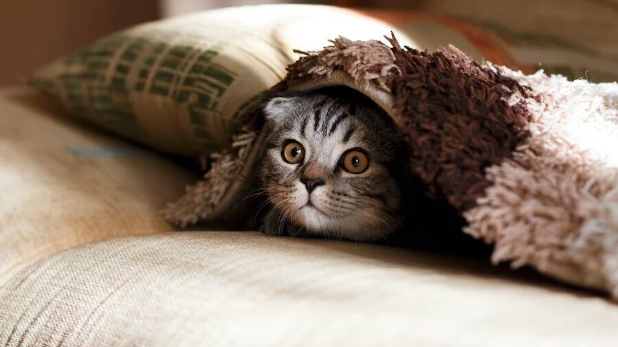 Asegúrate de que tu gato tenga suficiente comida y agua