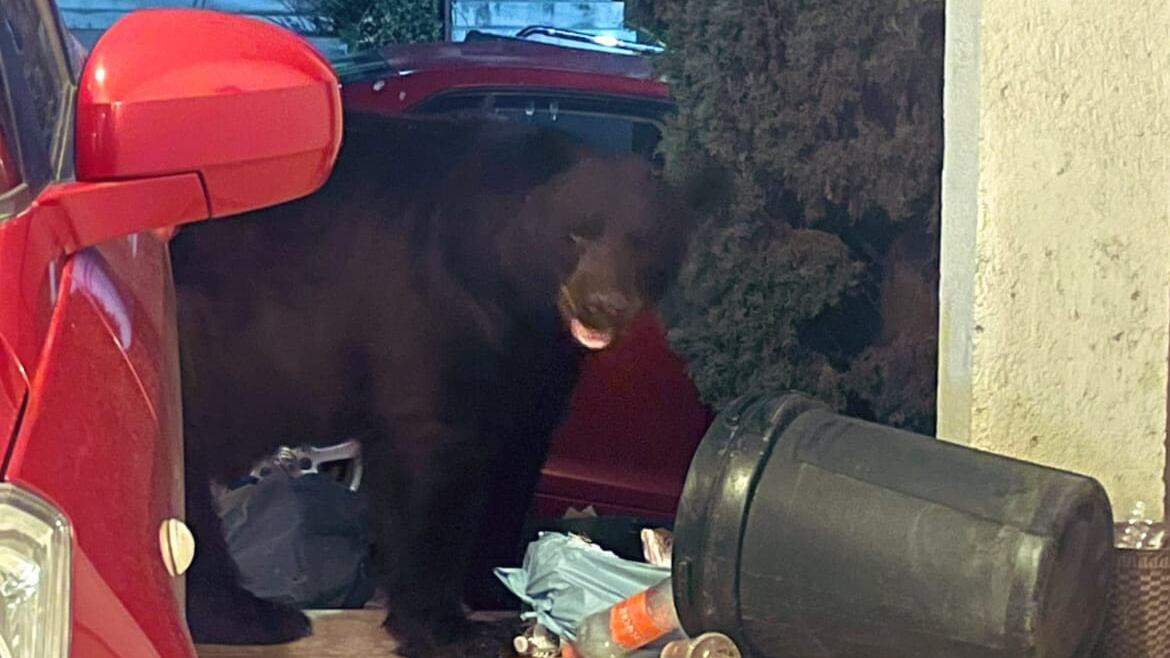 La madrugada del lunes este animal fue fotografiado y grabado en video en la cochera de una vivienda.