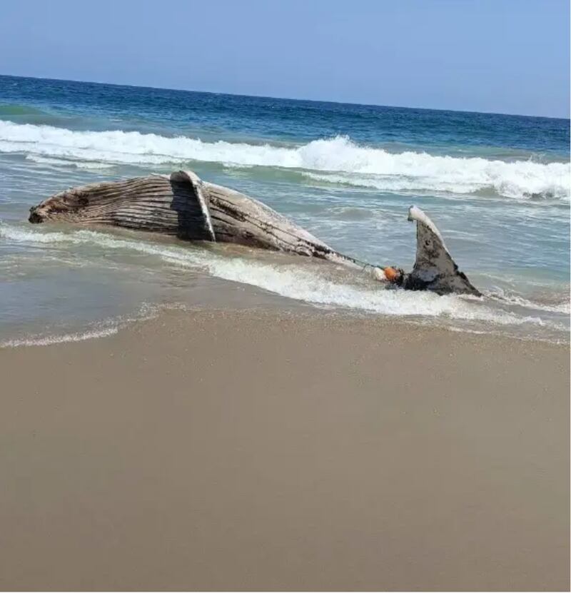 ballena jorobada en Guerrero