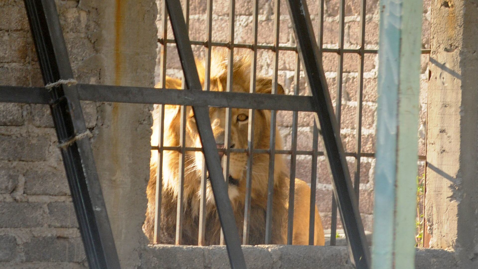 ¿Cómo se pueden tener animales exóticos como mascotas?