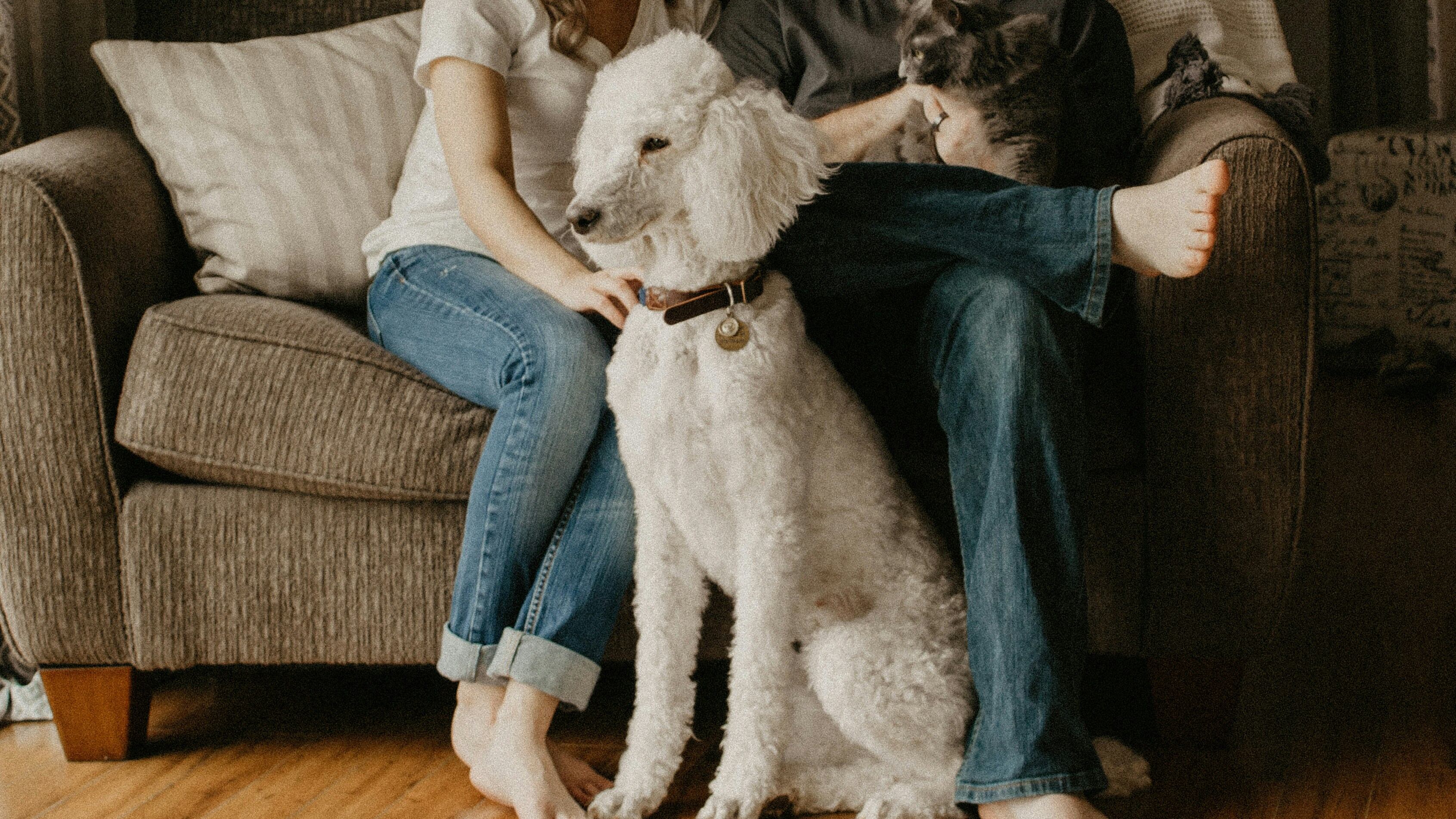 ¿Cómo afecta el eclipse a las mascotas?