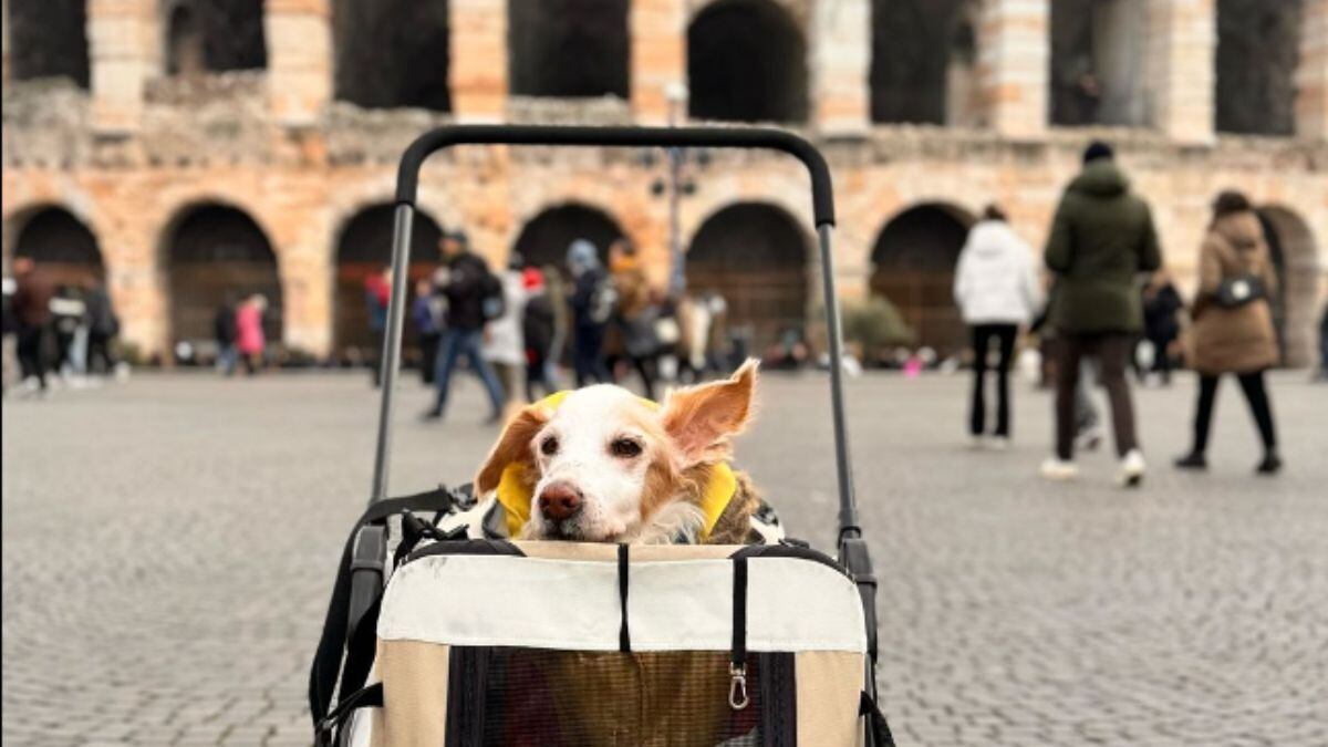 Muere Mazapán, perrito viral que viajó de México a Italia con su familia