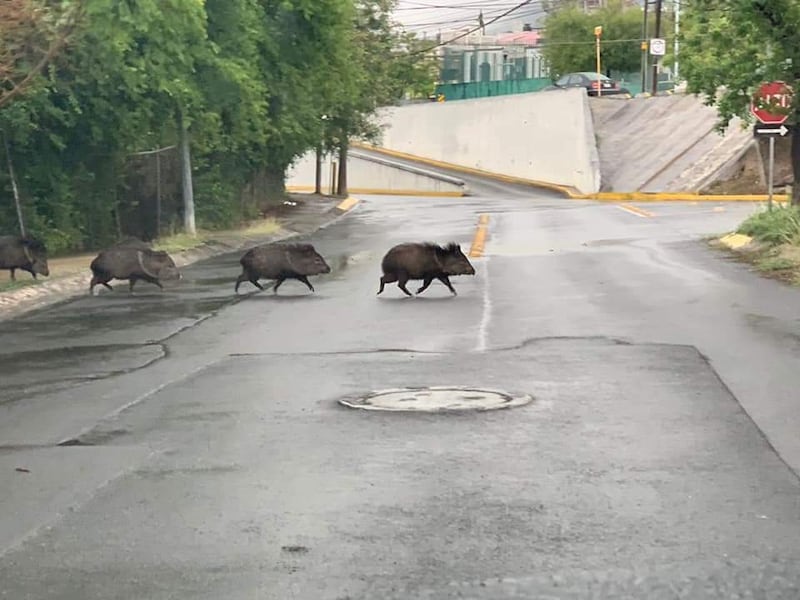 En colonias de Apodaca no es extraño vera jabalíes cruzando las calles.
