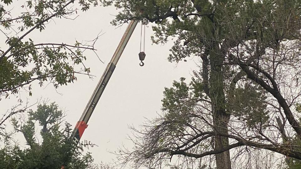 Los nuevos árboles servirán como hábitat de diferentes especies de aves.