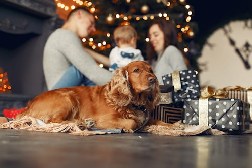 ¿Cómo cuidar a tus mascotas en Navidad?: riesgos, consejos y qué evitar en estas fiestas