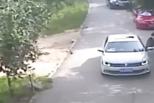 Mujer es atacada por tigre luego de bajar de su auto en un safari