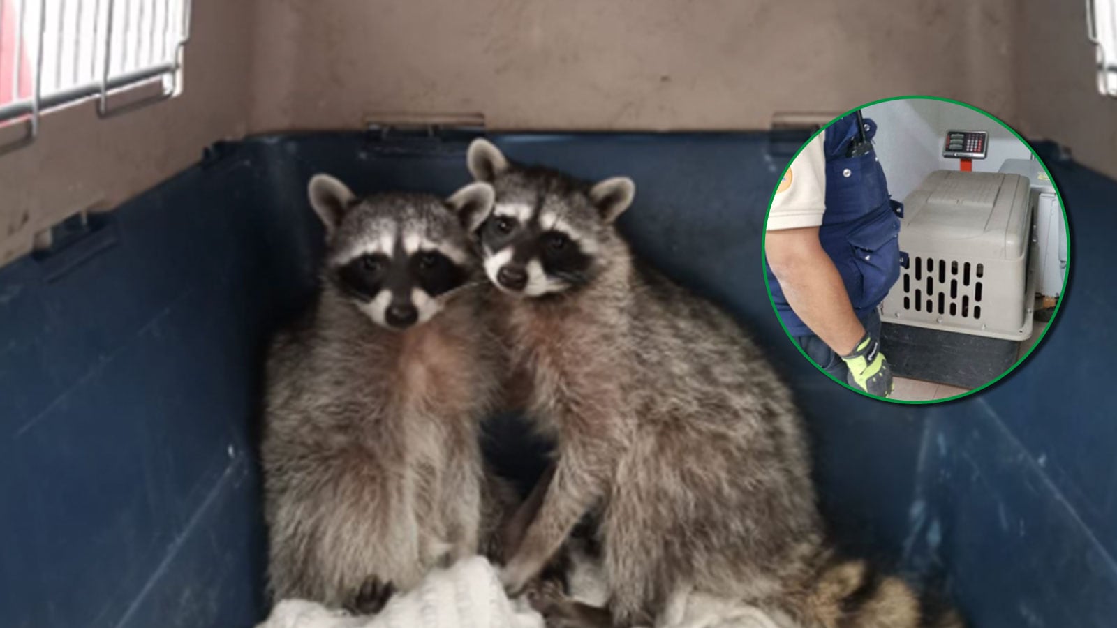 Protección Civil resguardó a los animales.