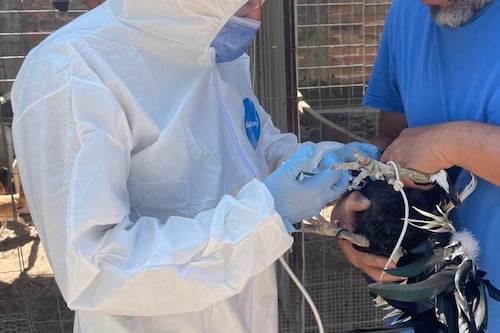 Avanza campaña de vacunación aviar con aplicación de nueve mil dosis en municipios de Jalisco