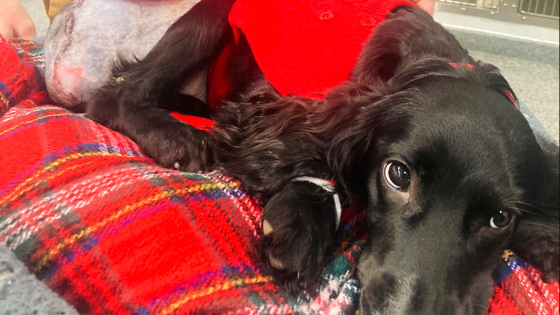 Operan con éxito a cachorra de 6 patas que fue abandonada en Reino Unido