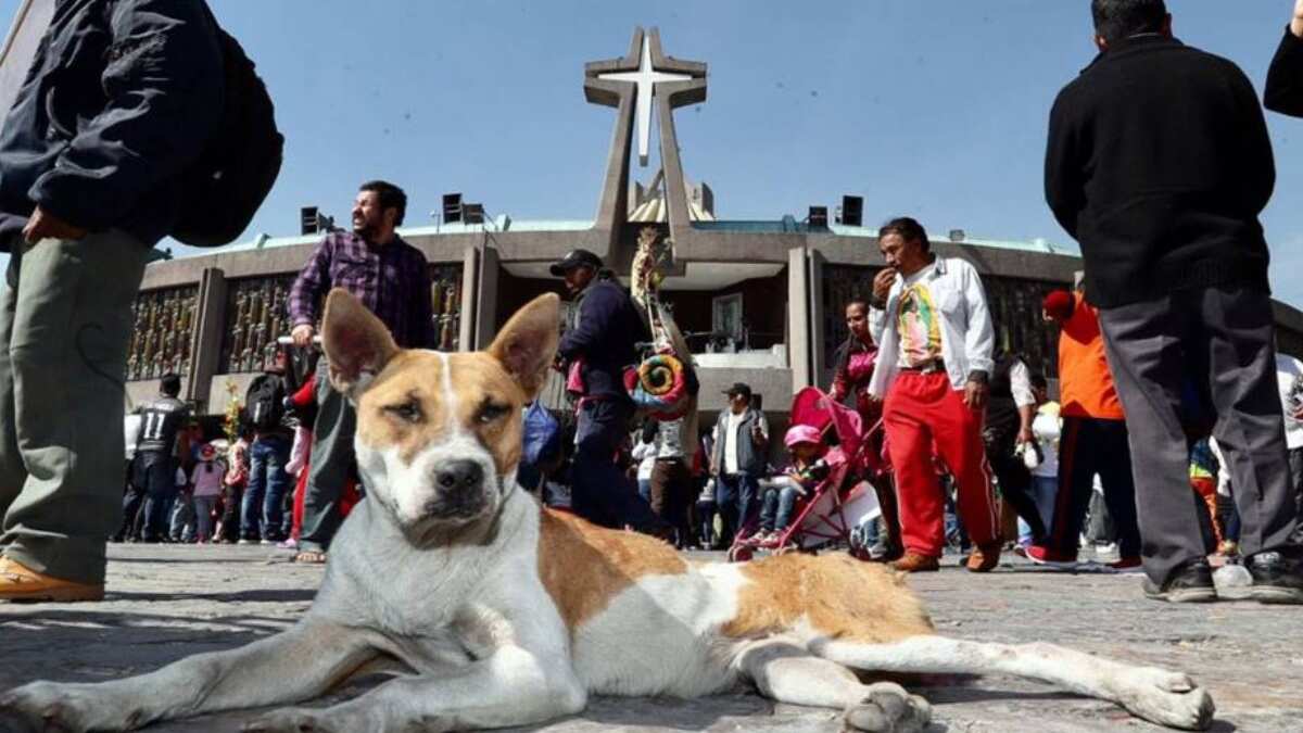 Peregrinos abandonan perros en la Basílica de Guadalupe