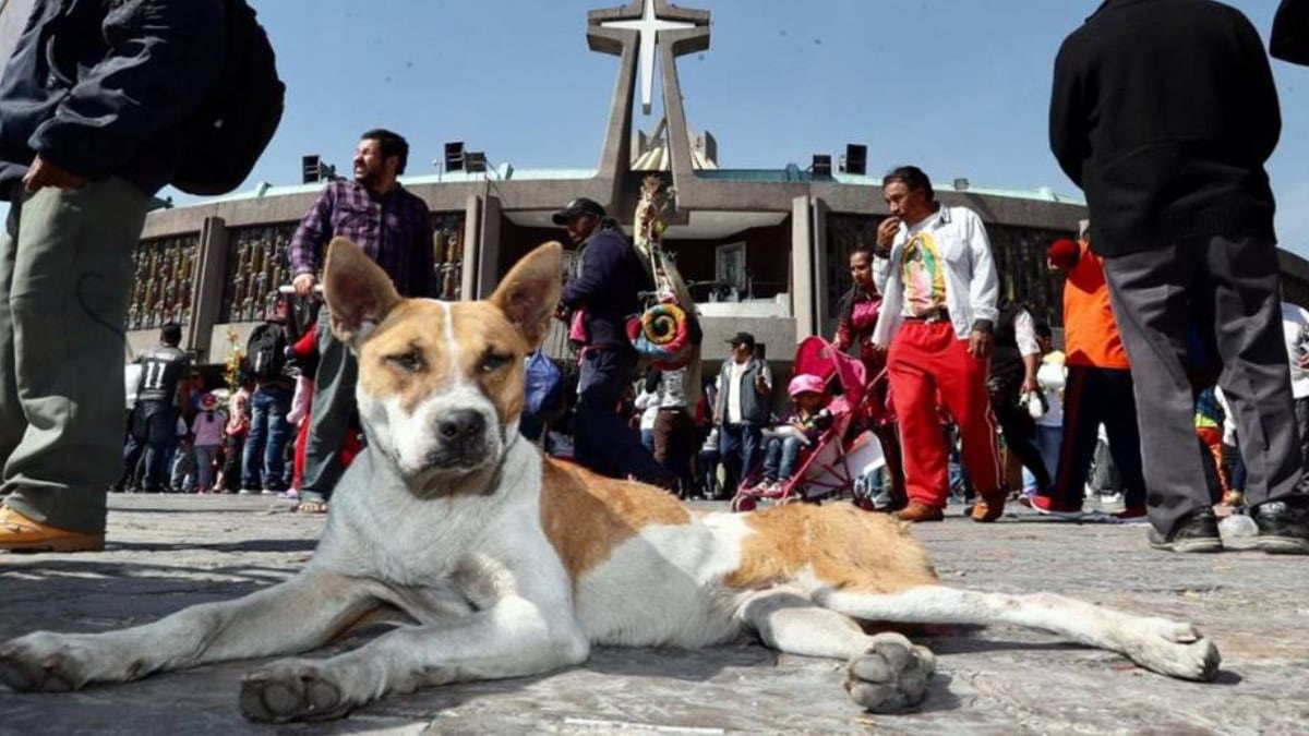 Peregrinos abandonan perros en la Basílica de Guadalupe