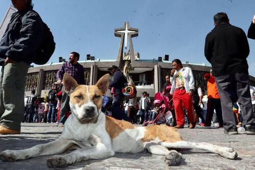 Piden a peregrinos tentarse el corazón y no abandonar a perros en la Basílica