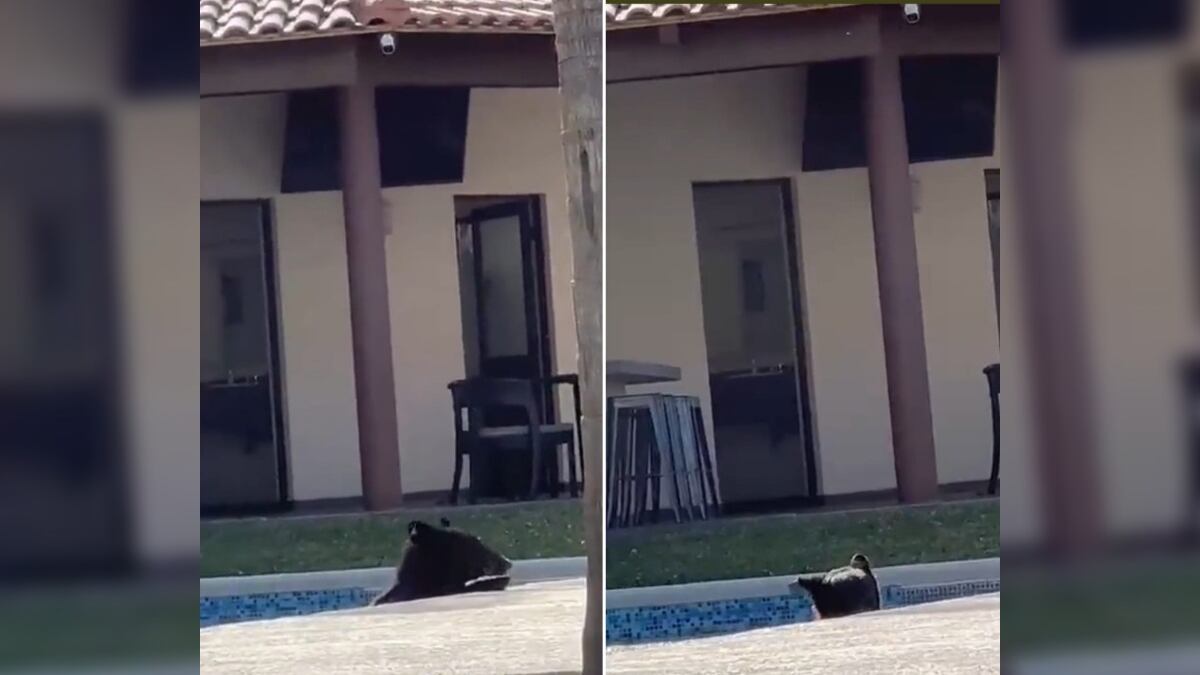 El oso parecía no darse cuenta de que estaba siendo grabado.