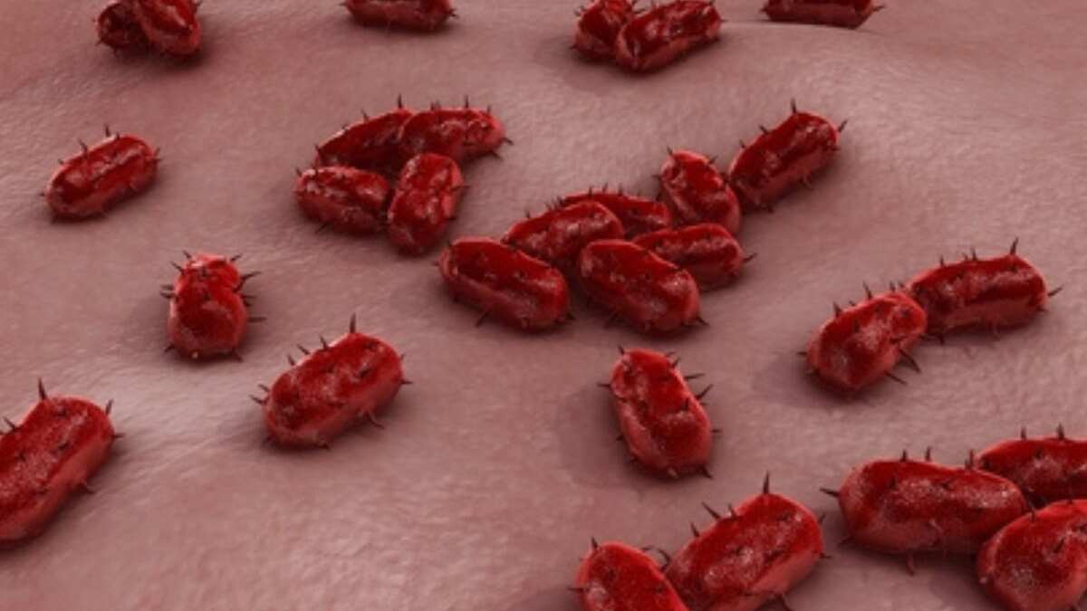 Muertes por brote de Meningitis.