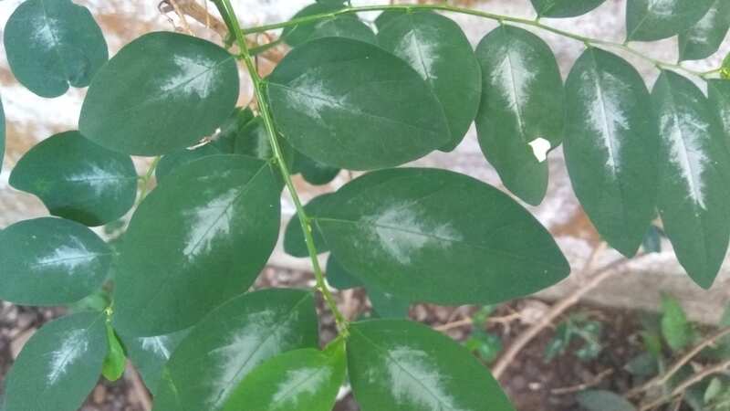 Colombia y Bolivia quieren eliminar a la hoja de la coca como sustancia prohibida por la ONU