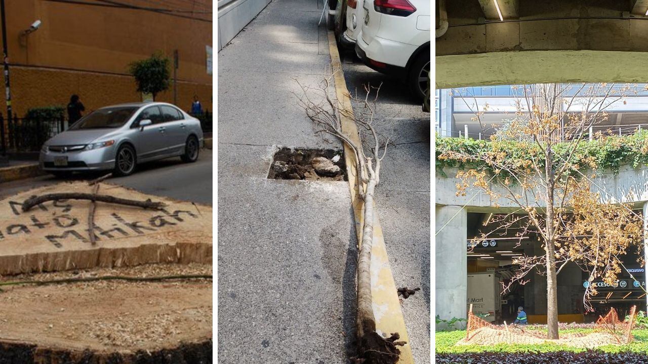 Árboles sembrados por la inmobiliaria de Torre Mítica lucen secos.