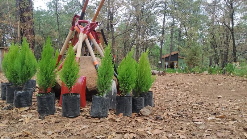 Pasa un día rodeado de la vida silvestre mientras aprendes sobre el cuidado del medio ambiente y la importancia de los arboles en esta experiencia.