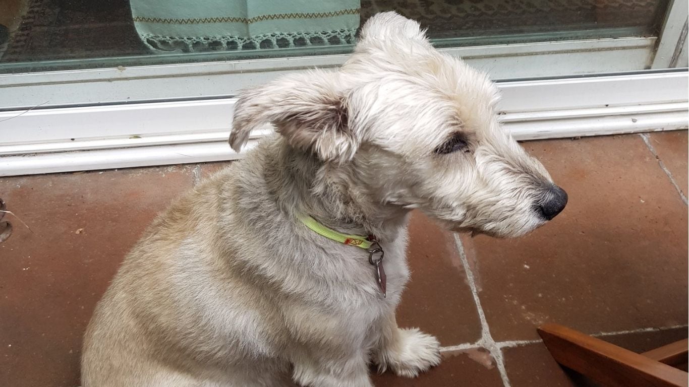 EL nombre del perro de Quadri era Vito