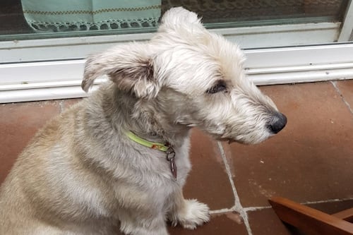 Excandidato a la Presidencia denuncia asesinato de su perrito tras ataque violento en Coyoacán