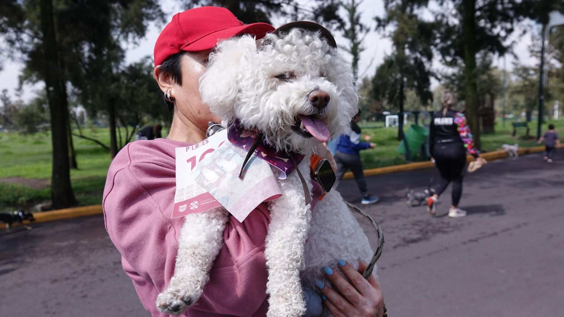 Pensión y hoteles para lomitos