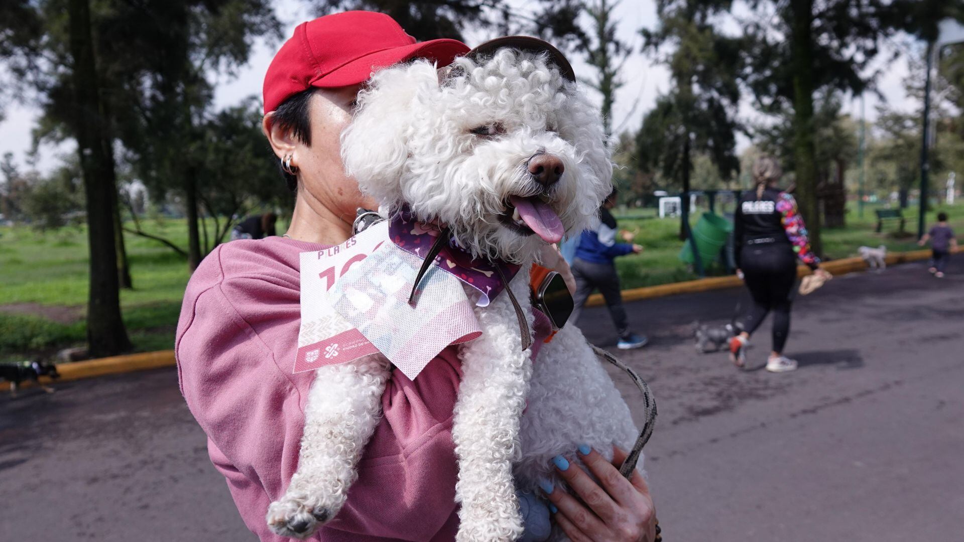 Pensión y hoteles para lomitos