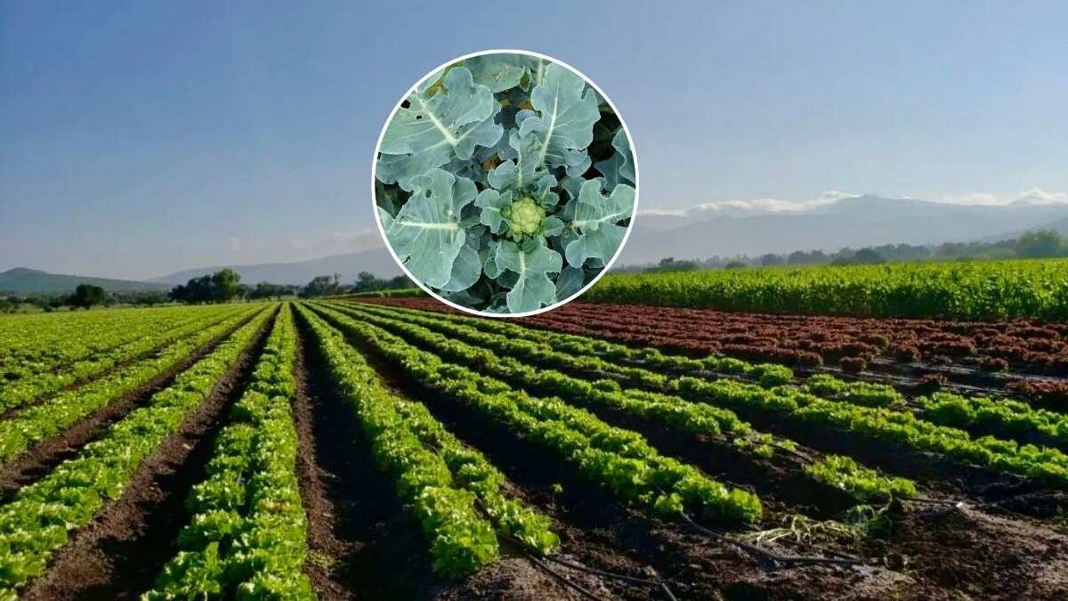 Coliflor guanajuatense.