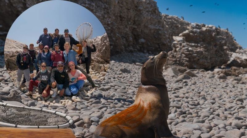 Lobos marinos de California rescatados de redes de pesca