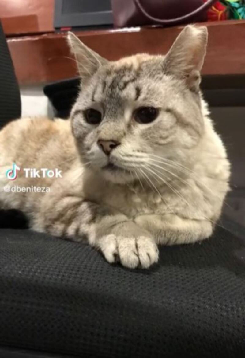 El "michi" más famoso de Palacio Nacional. (TikTok/ Diana Benítez)