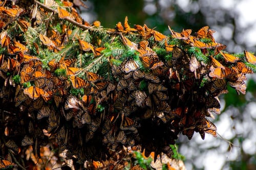 MW026, la primera mariposa monarca con transmisor satelital, llega a Michoacán
